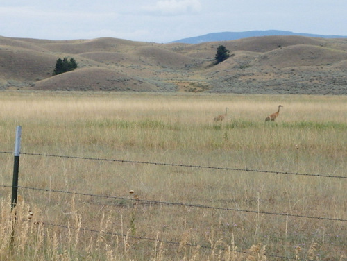 GDMBR: Sandhill Cranes! How unexpected, a mating pair in a field.